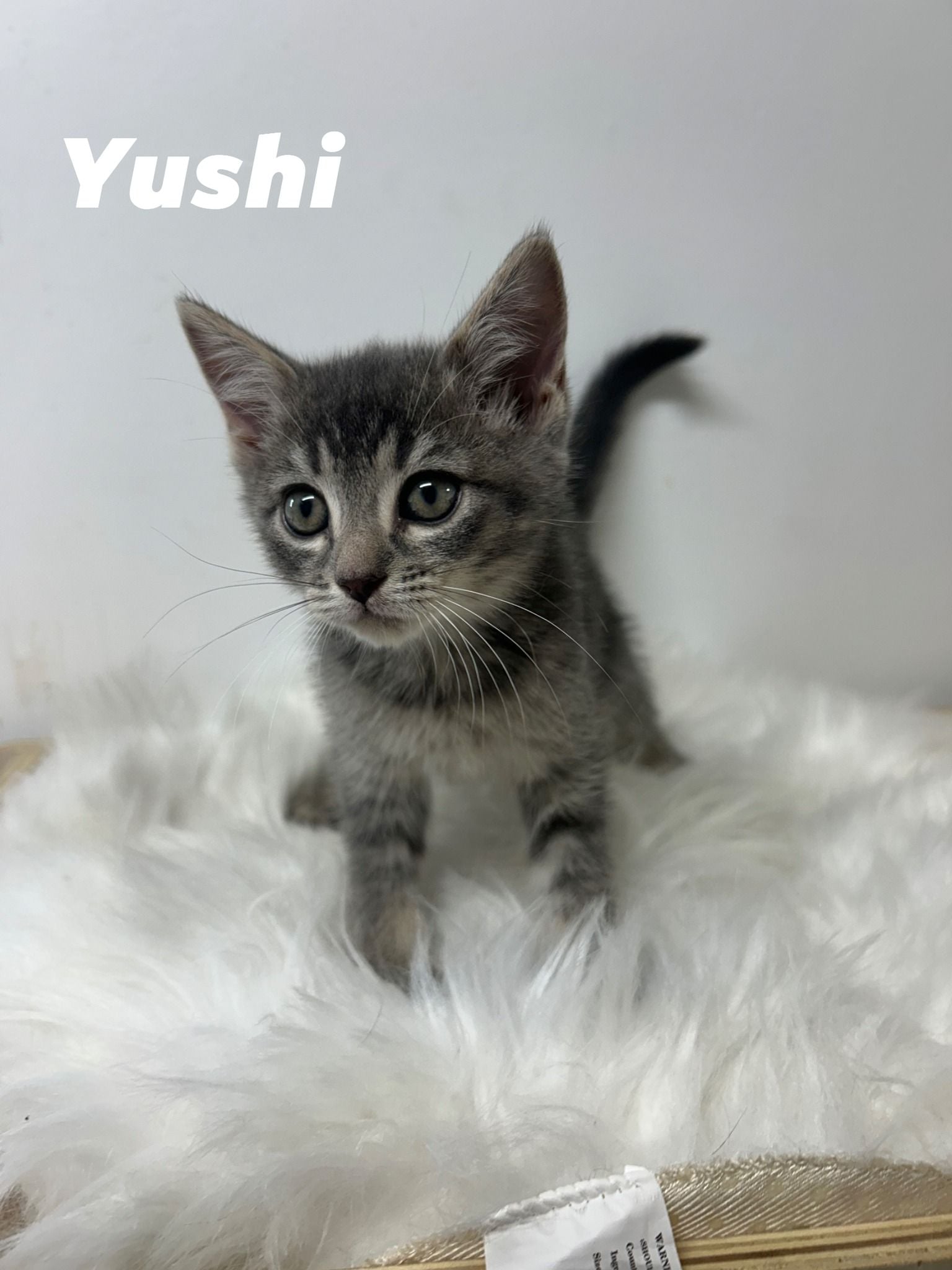 Yushi Yushi